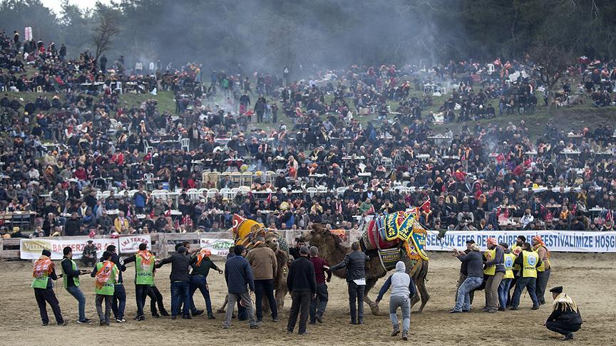 36. Selçuk Efes Deve Güreşi Festivali’nde 136 deve mücadele etti
