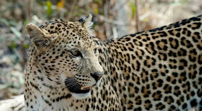 Hindistan’da leoparlar 3 çocuğu öldürdü