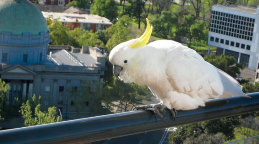 Papağanlar Avustralya’da paniğe neden oldu