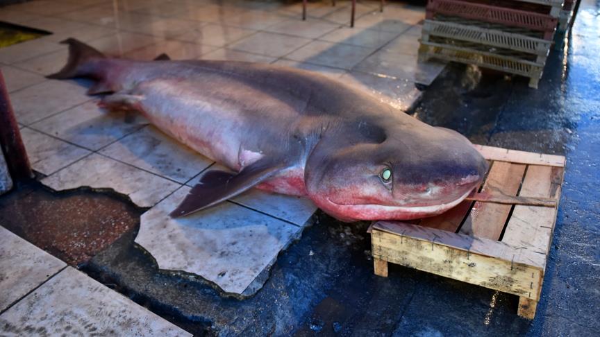 Akdeniz’de 5 metrelik köpek balığı yakalandı