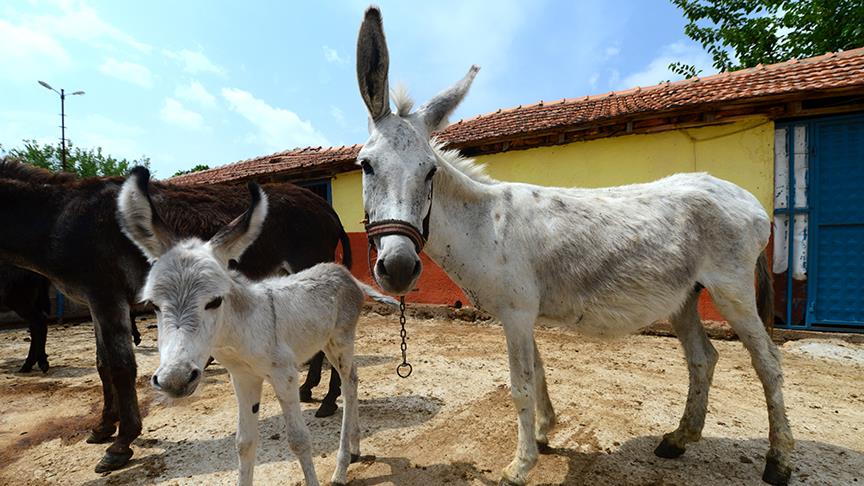 At ve eşeklere kimlik geliyor