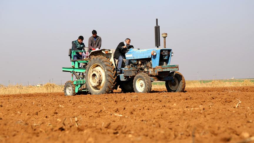 Suriye’nin buğday çeşitleri Türkiye’de hayat bulacak