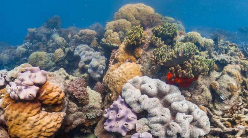 Avustralya, Büyük Set Resifi’ni korumak  için 380 milyon dolar harcayacak