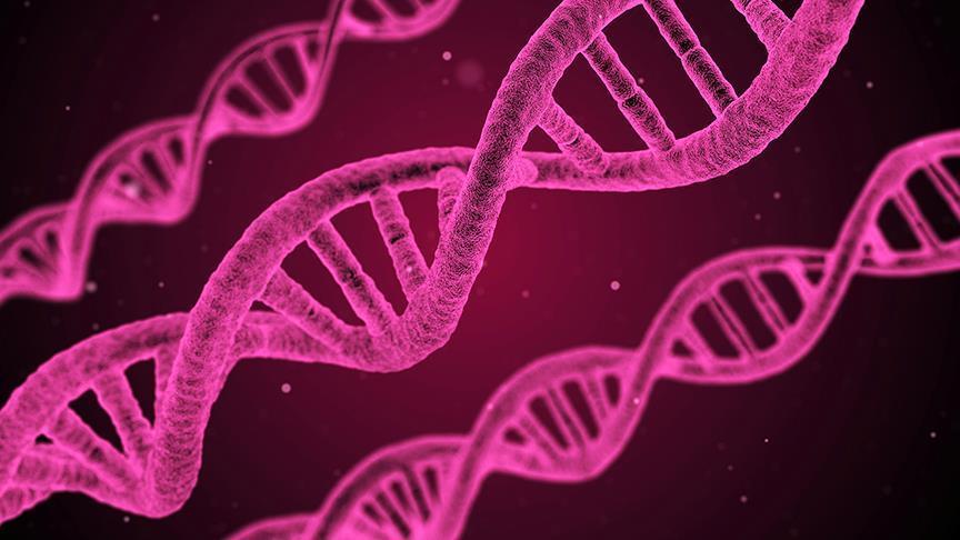 Hücrelerde DNA’nın yeni bir yapısı keşfedildi