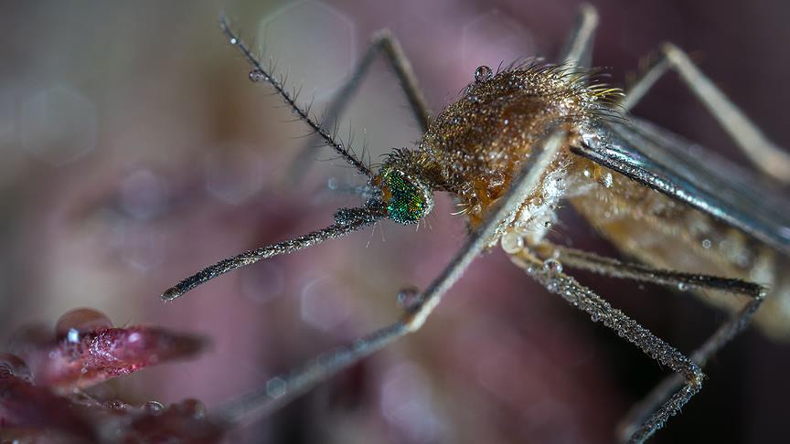 Çin’de dev sivrisinek bulundu