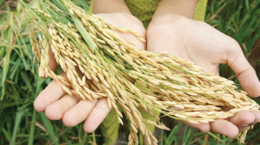Küresel ısınma, pirinçteki vitaminlerin kaybolmasına yol açıyor