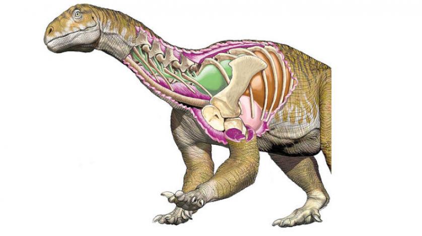 Arjantin’de bilinen en eski dinozor fosili bulundu