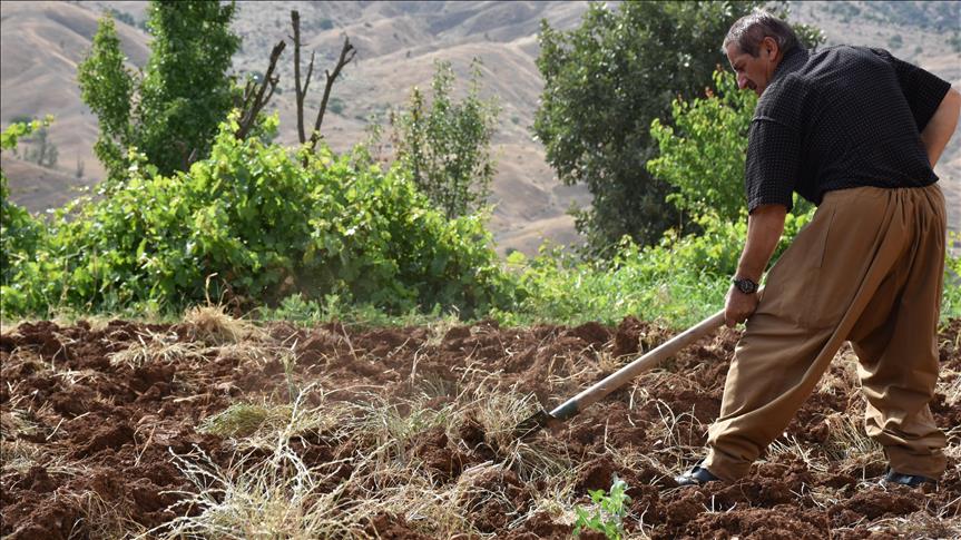 Irak’ta kuraklık tarım sektörünü vurdu