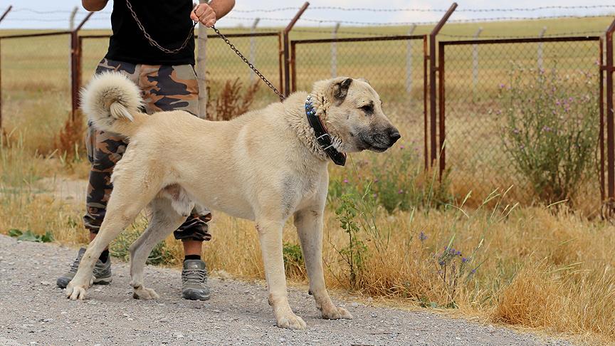 İtalya’da kurt saldırılarına karşı Kangal köpeği önerisi