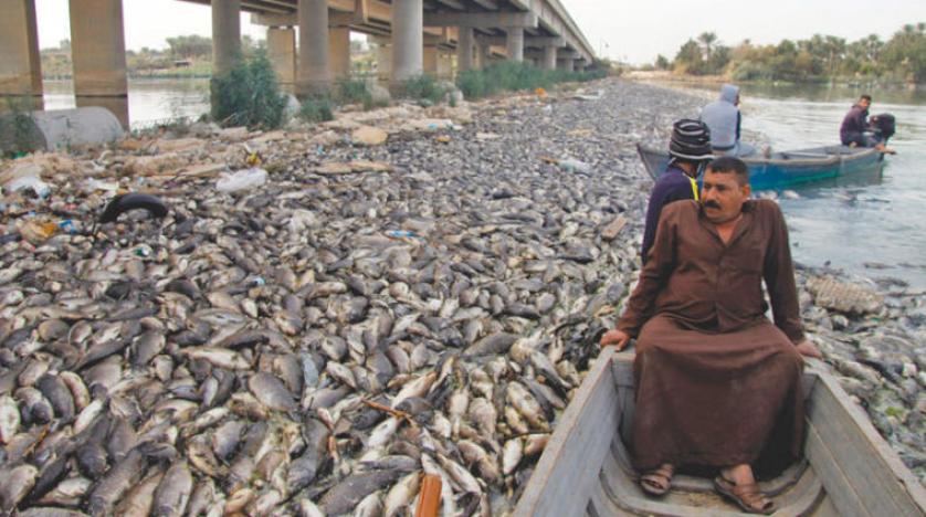 Fırat Nehri ölü balıklarla kaplandı